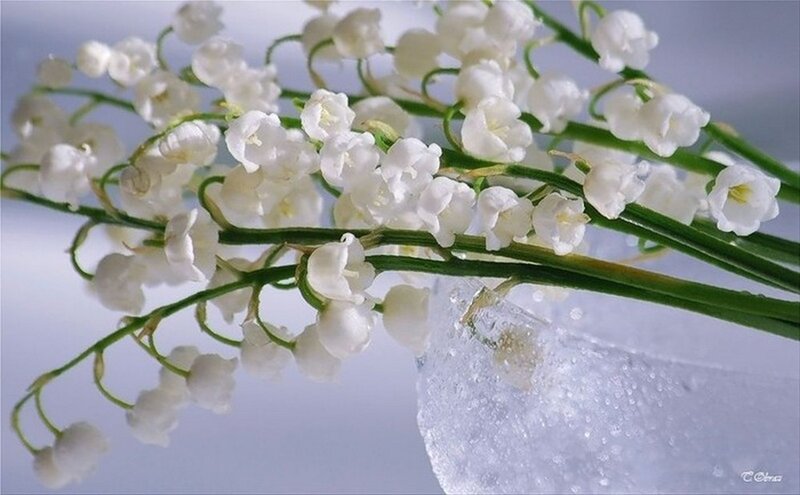 Lily of the Valley Flowers — White, Serene, Photograph, Vase
