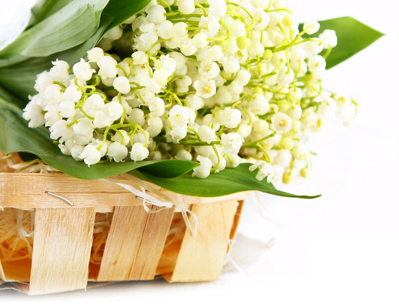 Lily of the Valley Flowers — White, Serene, Spring, Photograph, Basket, Leaves