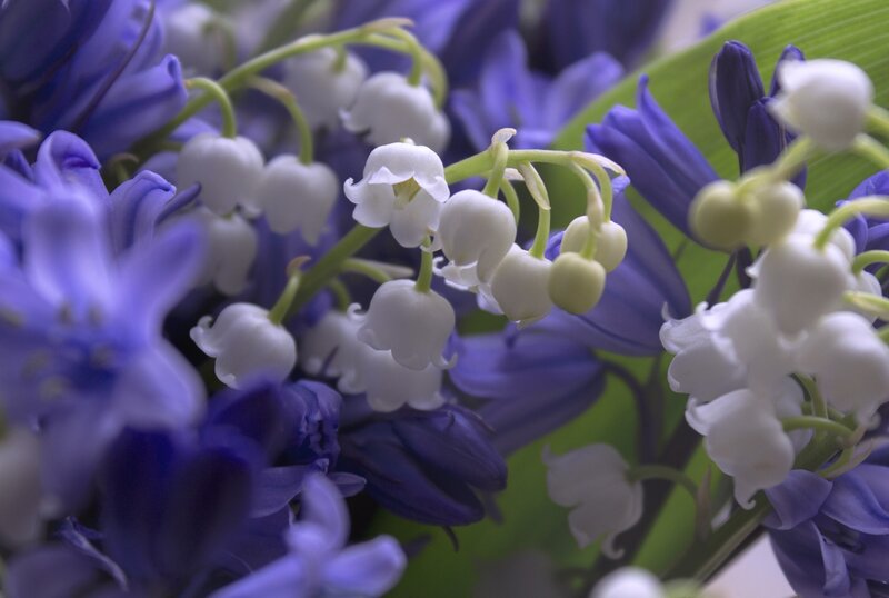 Lily of the Valley Flowers — White, Serene, Spring, Photograph, Bluebells