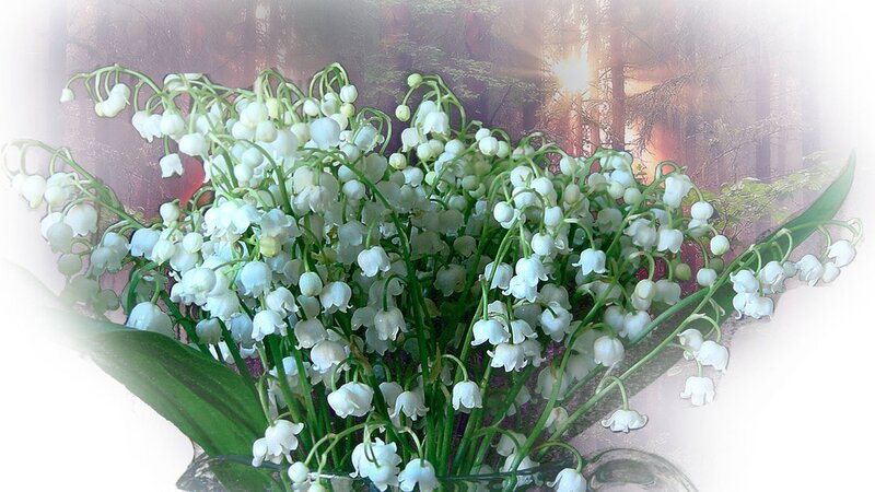 Lily of the Valley Flowers — White, Serene, Spring, Photograph, Forest