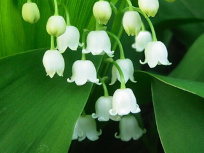 Lily of the Valley Flowers — White, Serene, Spring, Photograph, Green Leaves, Bell-shaped Flowers