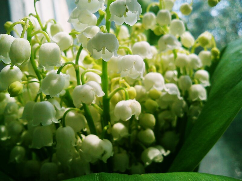 Lily of the Valley Flowers — White, Serene, Spring, Photograph, Green Leaves, Blossoms, Sunlight