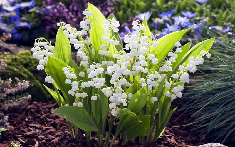 Lily of the Valley Flowers — White, Serene, Spring, Photograph, Green Leaves, Blue Flowers, Mulch