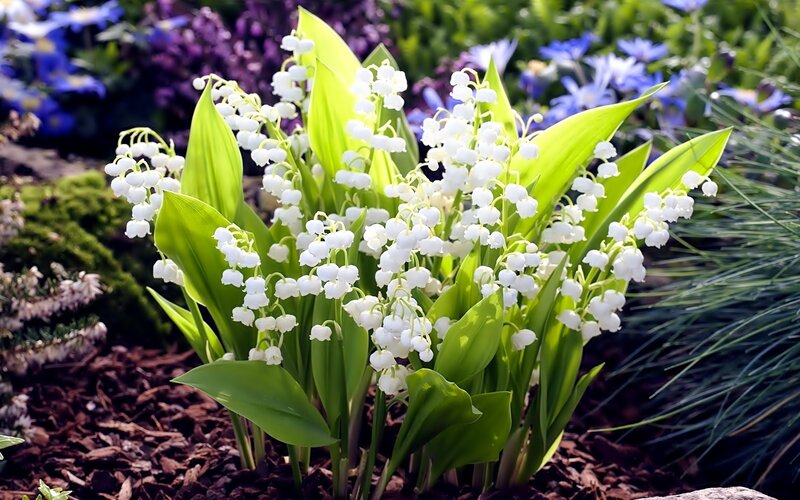 Lily of the Valley Flowers — White, Serene, Spring, Photograph, Green Leaves, Blue Flowers