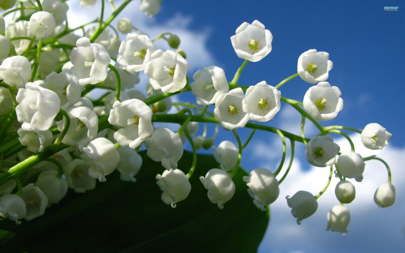 Lily of the Valley Flowers — White, Serene, Spring, Photograph, Sky