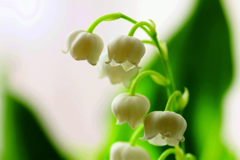Lily of the Valley Flowers — White, Serene, Spring, Photograph, Stem, Leaf