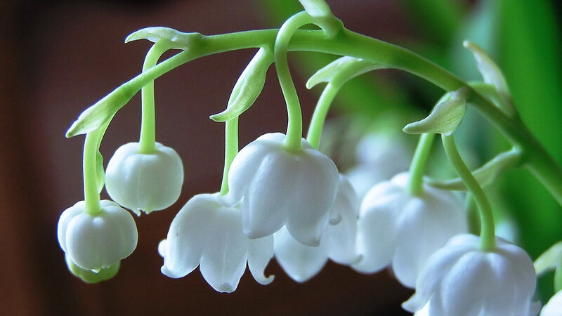 Lily of the Valley Flowers — White, Serene, Spring, Photograph, Stem, Leaves