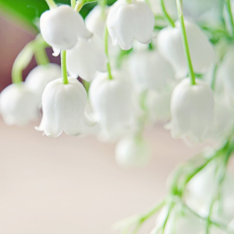 Lily of the Valley Flowers — White, Serene, Spring, Photograph, Stems