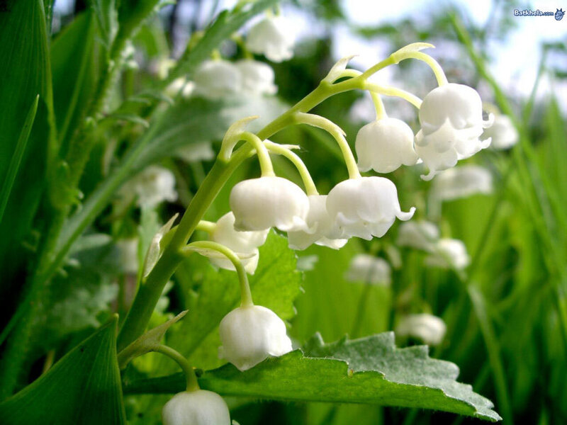 Lily of the Valley Flowers — White, Serene, Spring, Photograph