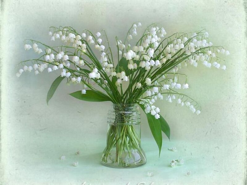 Lily of the Valley Flowers — White, Serene, Spring, Photograph, Vase, Green Leaves
