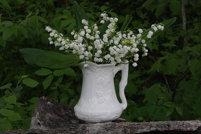 Lily of the Valley Flowers — White, Serene, Spring, Photograph, White Pitcher