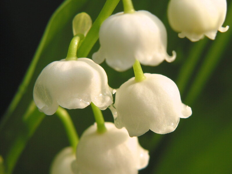 Lily of the Valley Flowers — White