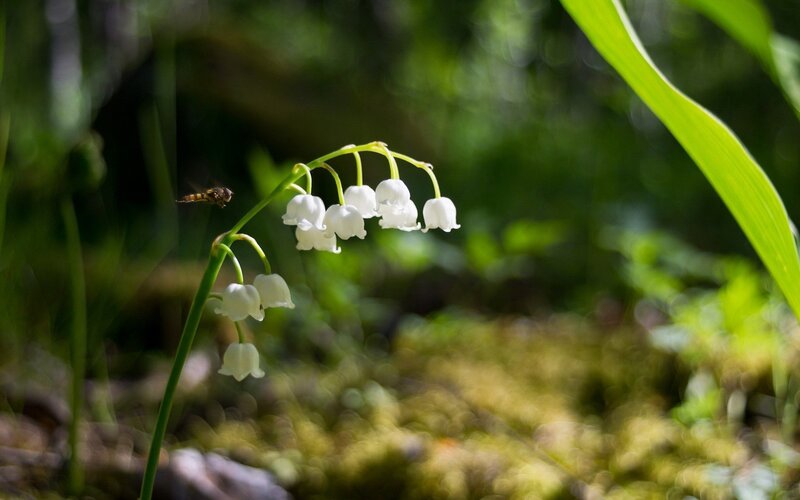 Lily of the valley in forest