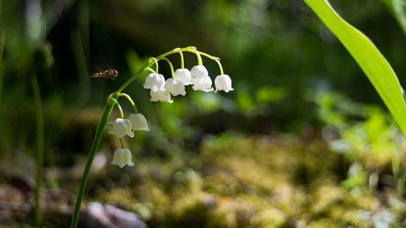 Lily of the valley in forest