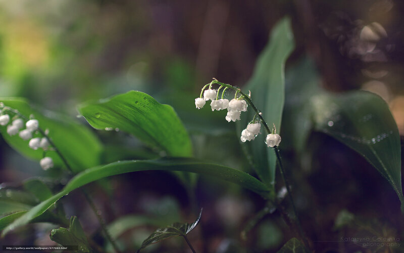 Lily of the valley in forest