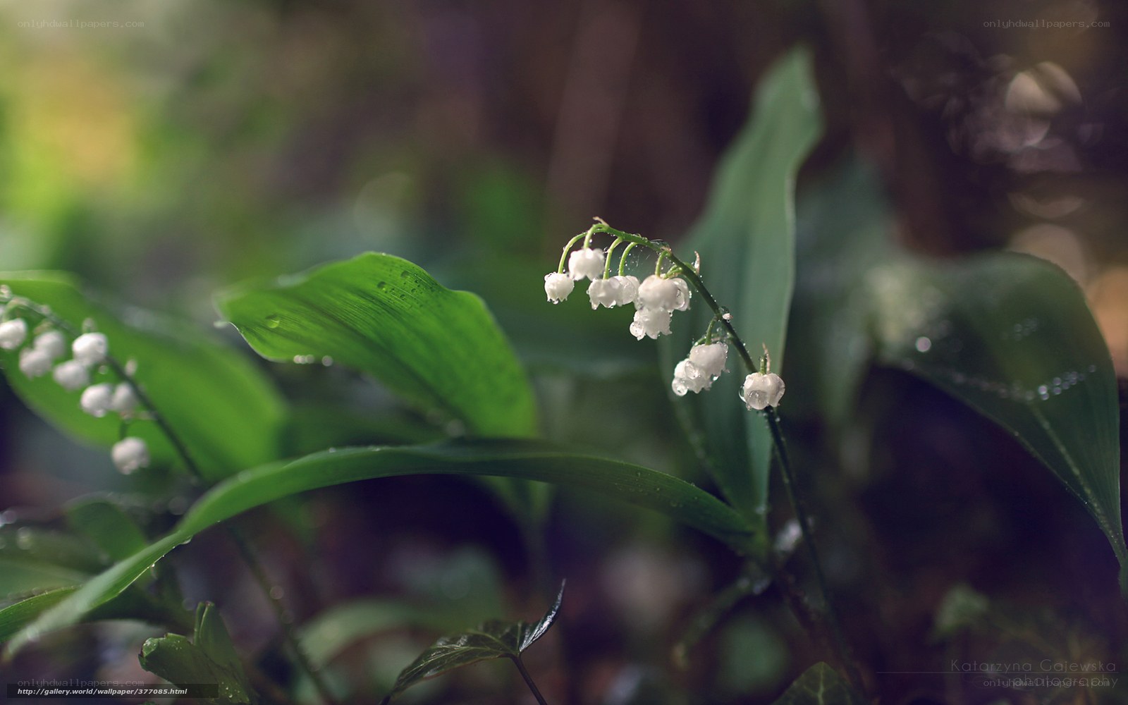 Lily of the valley in forest