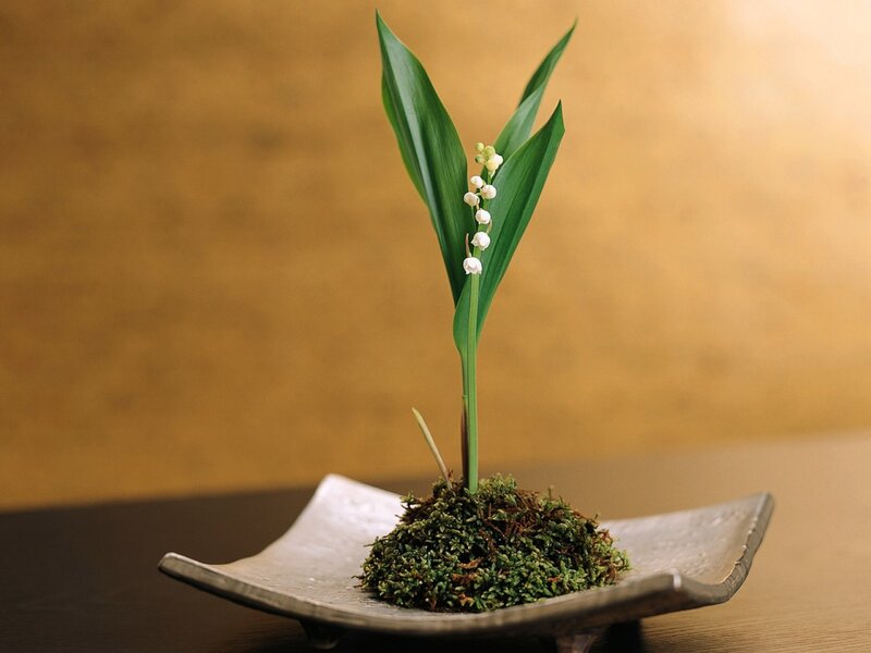 Lily of the valley in moss