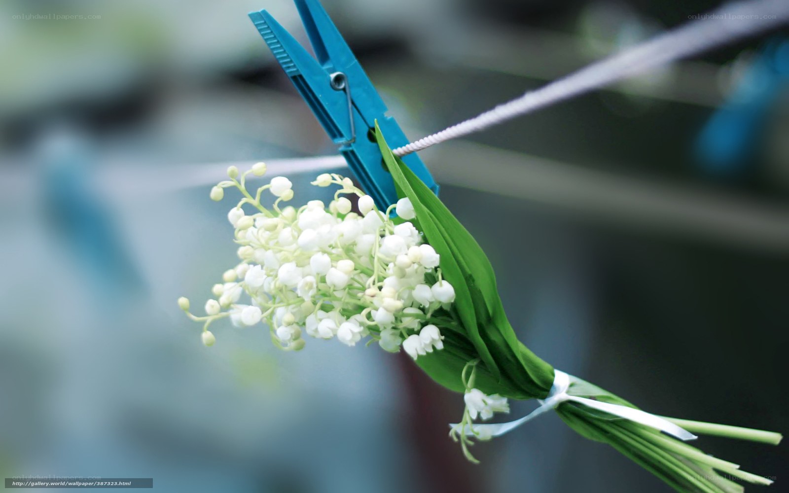 Lily of the valley on clothesline