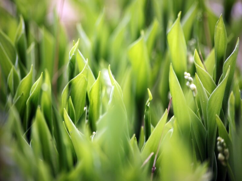 Lily of the Valley Plants