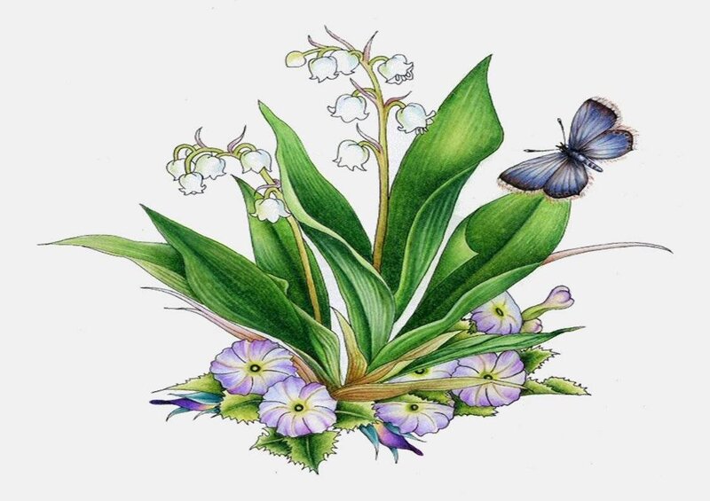 lily of the valley with butterfly