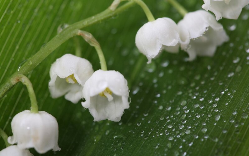 Lily of the valley with dew