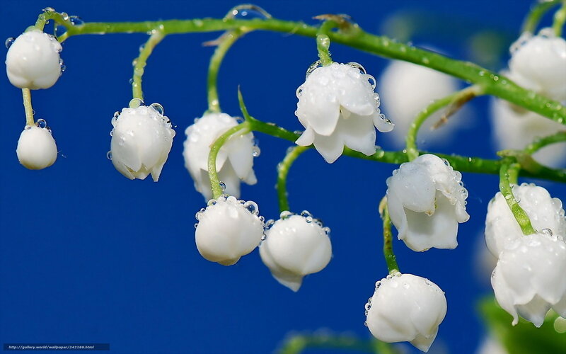 Lily of the valley with dew