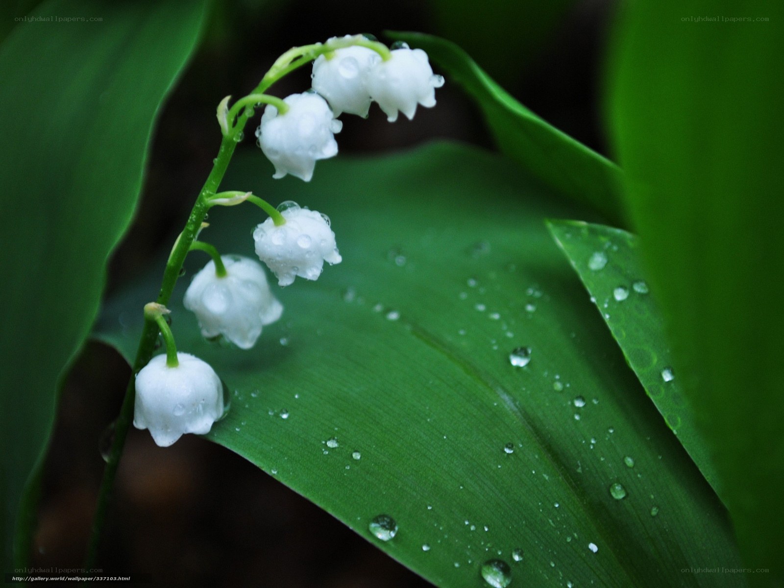 Lily of the valley with dew