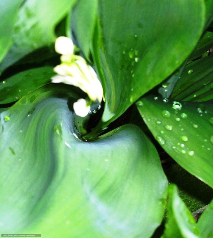Lily of the valley with dew