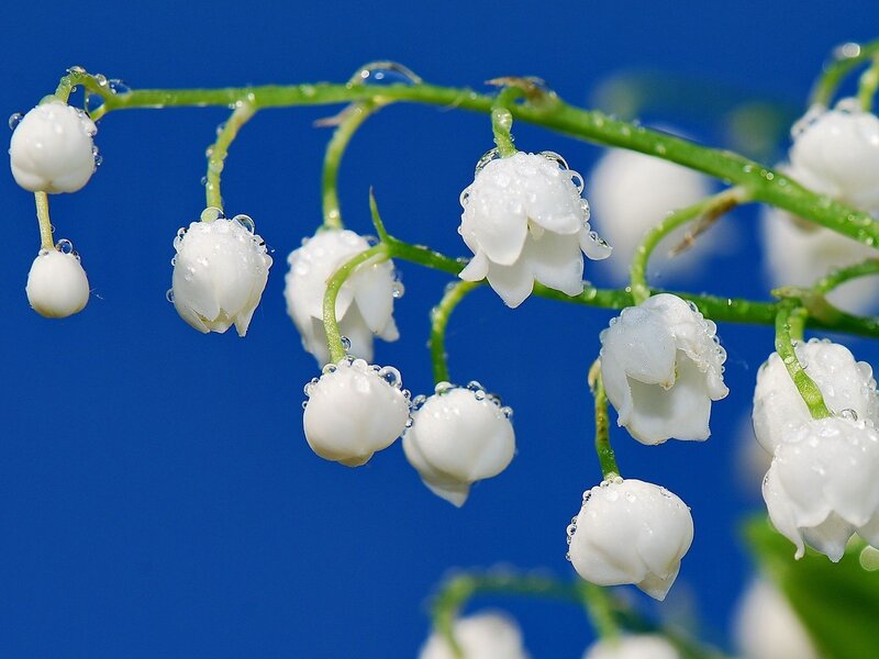 Lily of the valley with dew