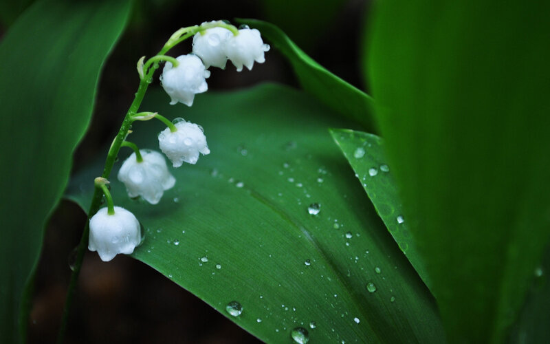 Lily of the valley with dew
