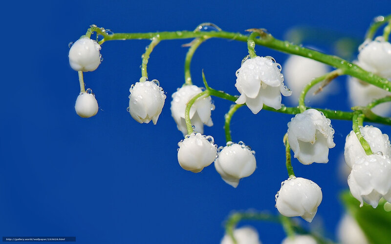 Lily of the valley with dew
