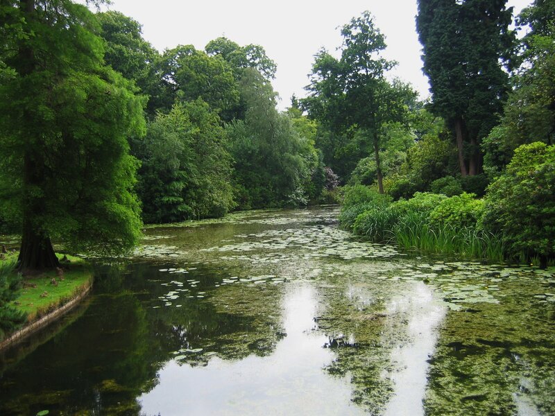 Lily pad pond in a lush garden