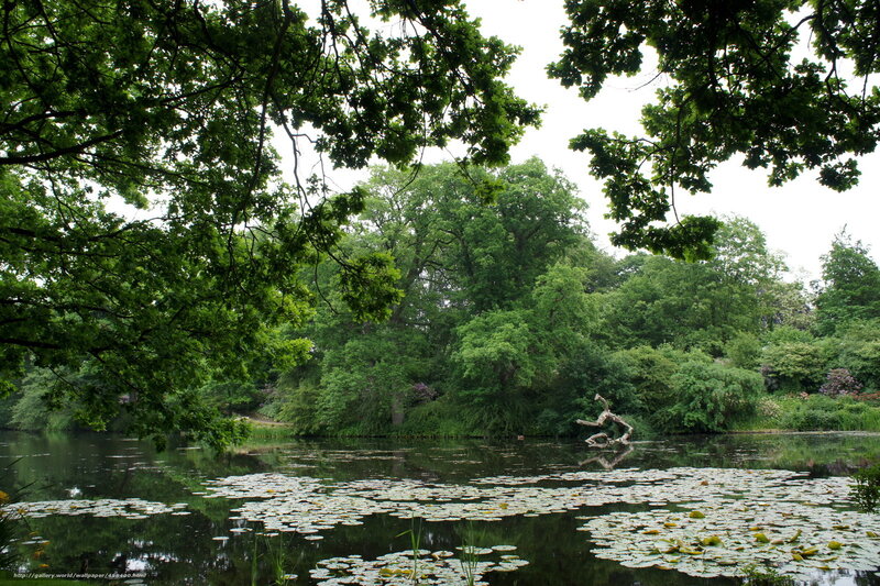 Lily pad pond in a lush park