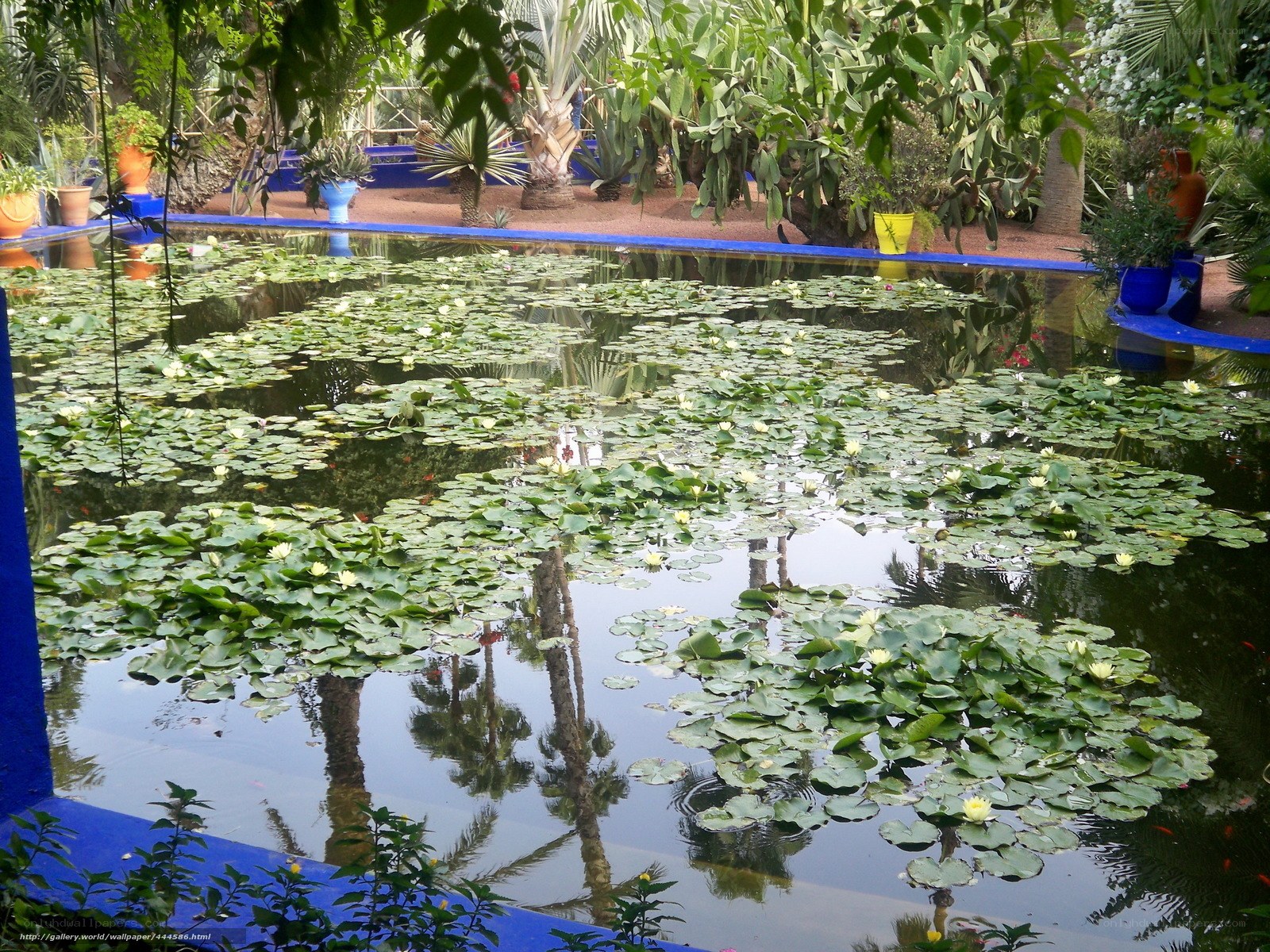 lily pad pond in garden