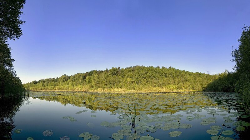 Lily pad pond with forest backdrop