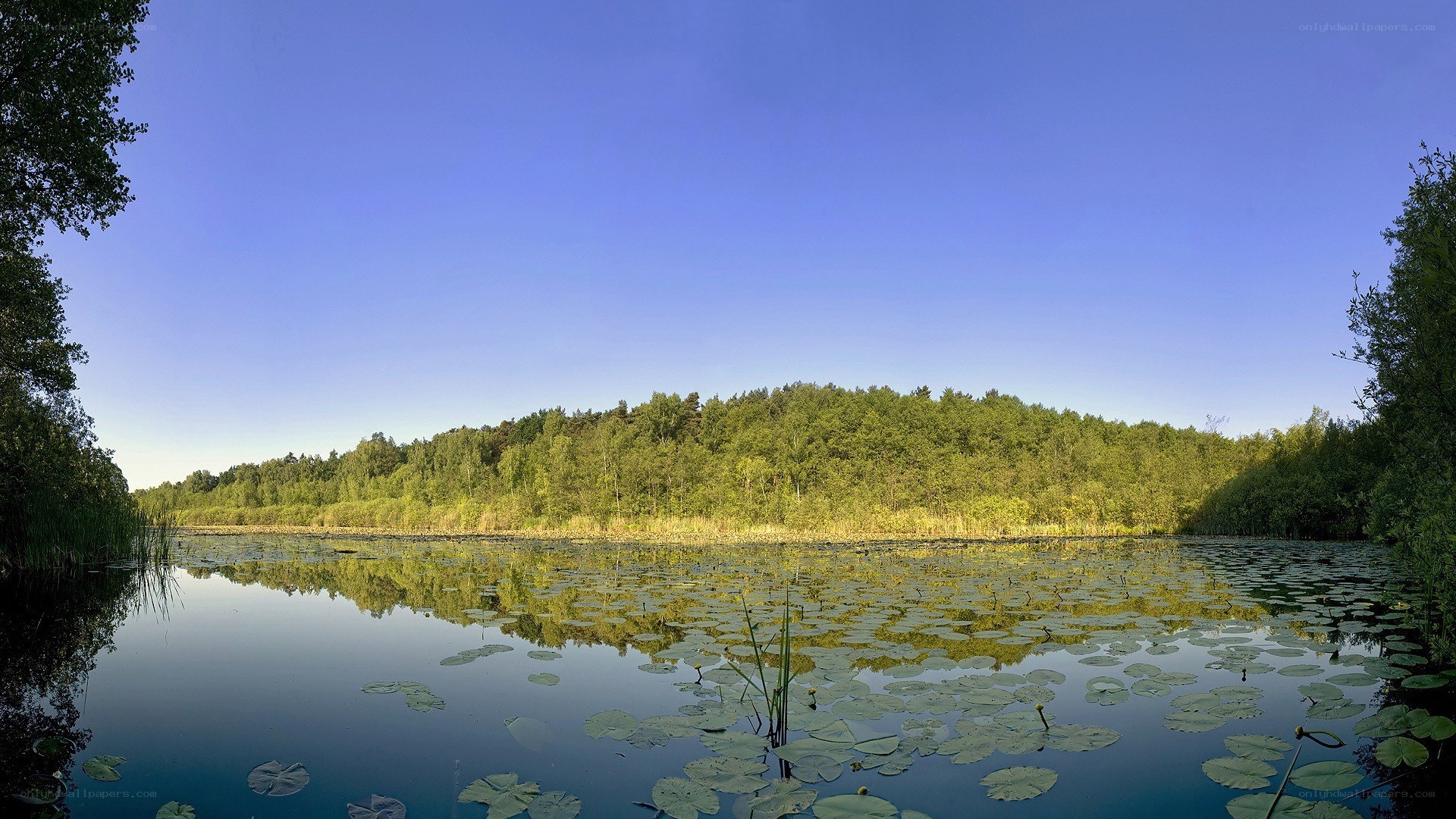 Lily pad pond with forest backdrop