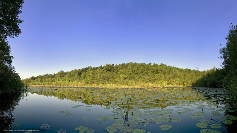 Lily pad pond with forest