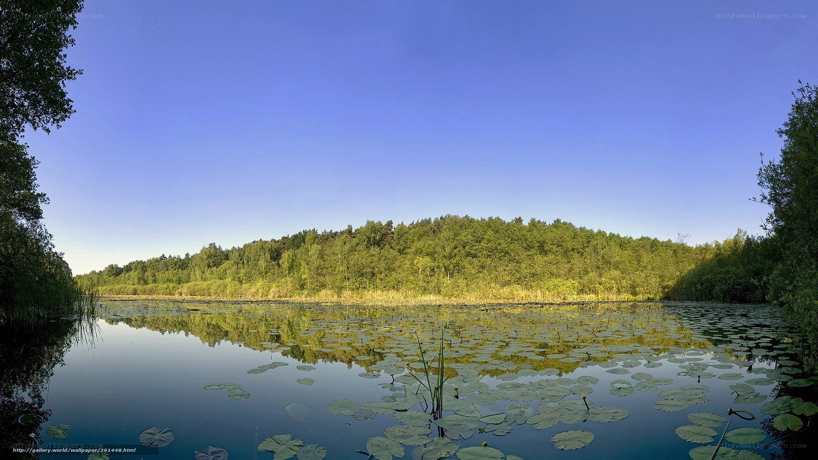 Lily pad pond with forest