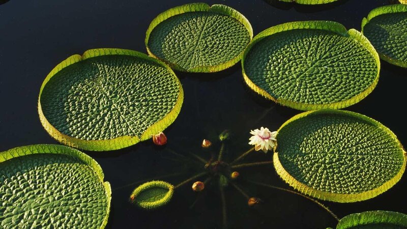 Lily pads and flower on water
