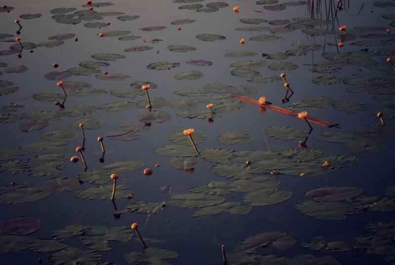 lily pads and flowers on a pond