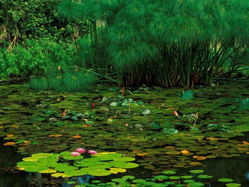 Lily pads and papyrus by a pond