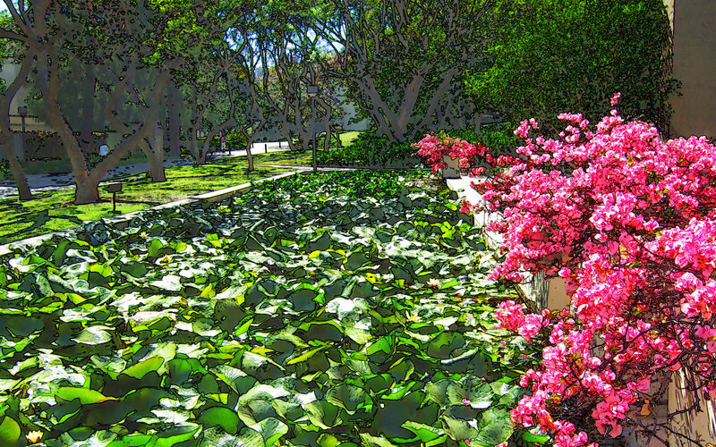 Lily pads and pink flowers in garden
