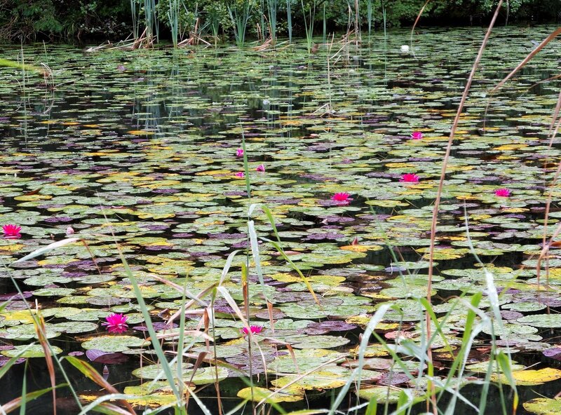 lily pads and pink water lilies