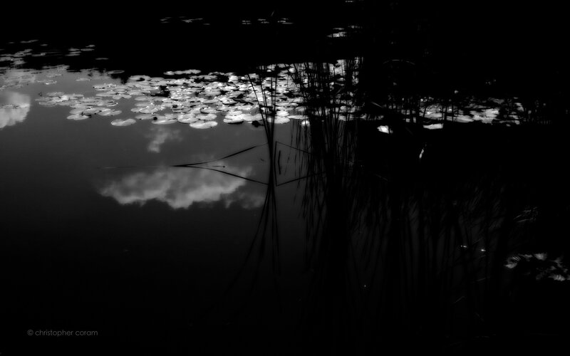 Lily pads and reeds at night