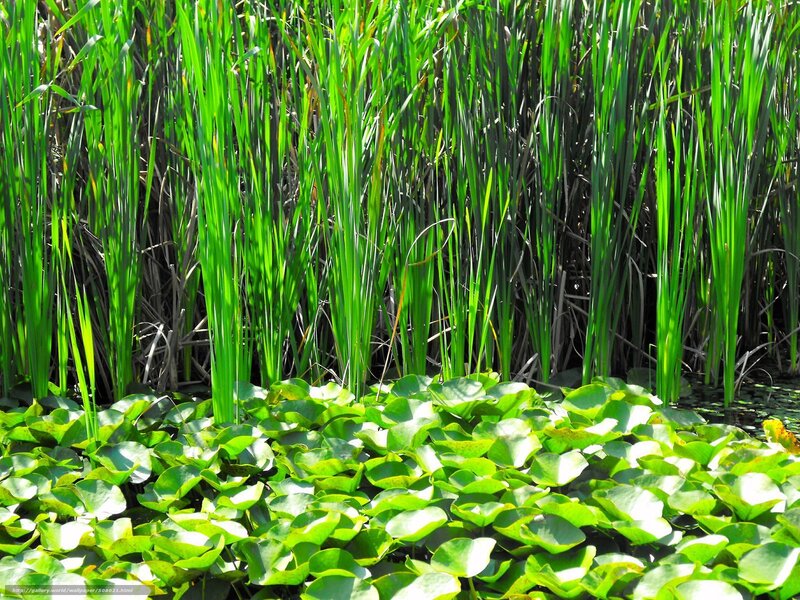 Lily pads and reeds in a pond