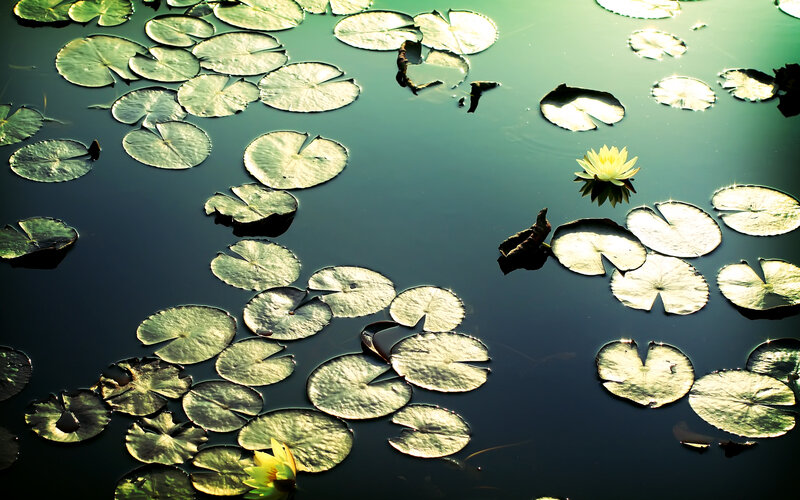 Lily pads and water lilies