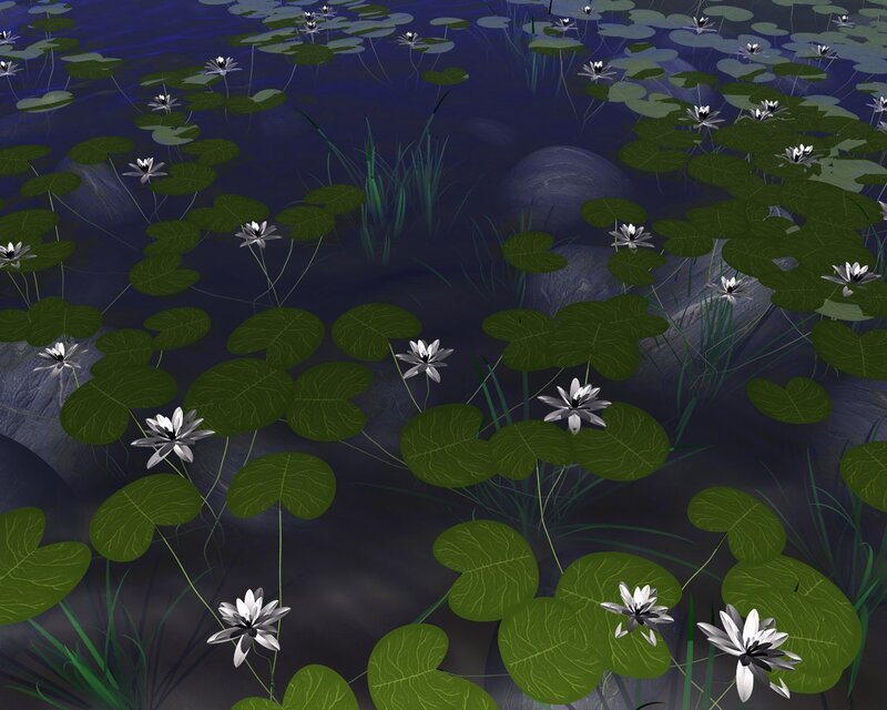 lily pads and water lilies