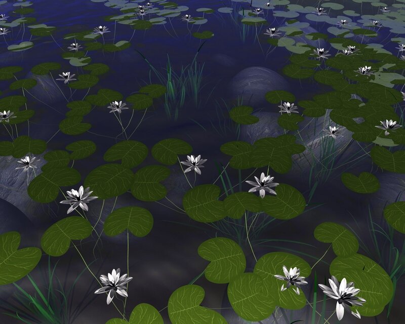 lily pads and water lilies