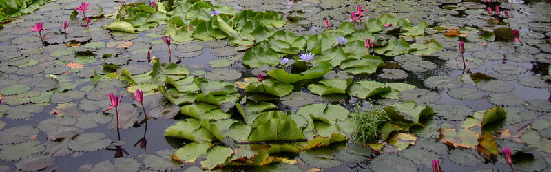 lily pads and water lilies