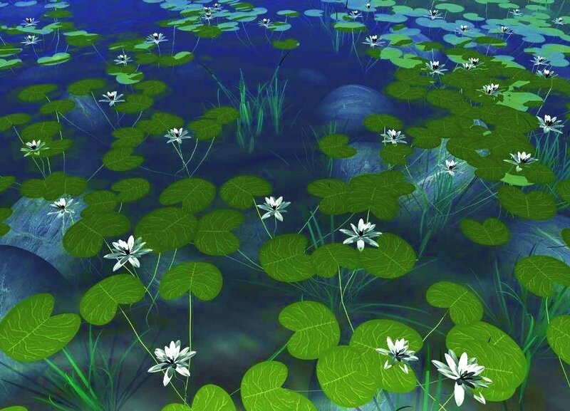 lily pads and water lilies